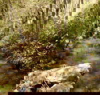 Sandy Creek Track - Gold Coast Attractions