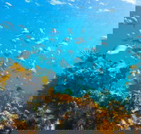 Snorkelling McKenzies Beach - Gold Coast Attractions