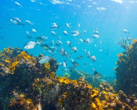 Snorkelling McKenzies Beach - Gold Coast Attractions 0
