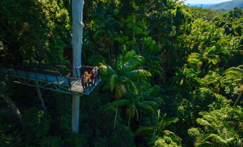 Tamborine Rainforest Skywalk - Gold Coast Attractions 0