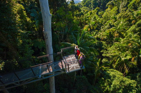 Tamborine Rainforest Skywalk - Gold Coast Attractions 1