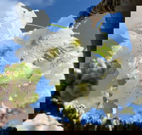 Tasmania Birchs Bay Cherries - Gold Coast Attractions