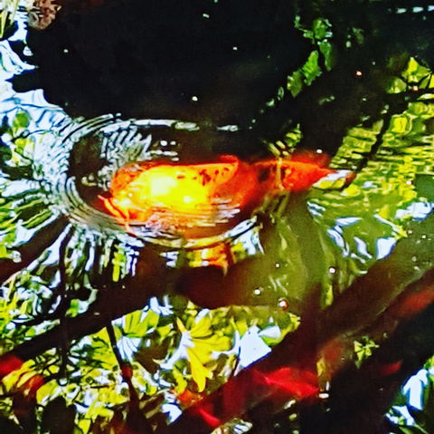 The Fernery At Diamond Waters - Gold Coast Attractions 2