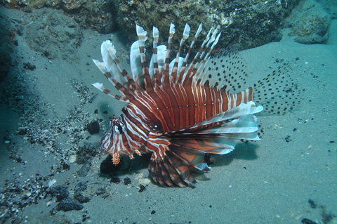 The Pines Dive Site - Gold Coast Attractions 1