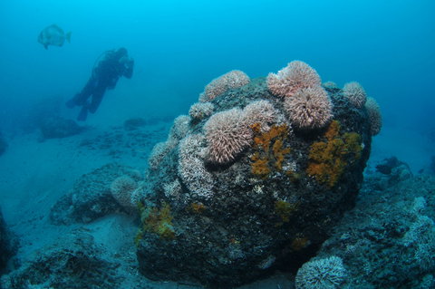 The Pines Dive Site - Gold Coast Attractions 2