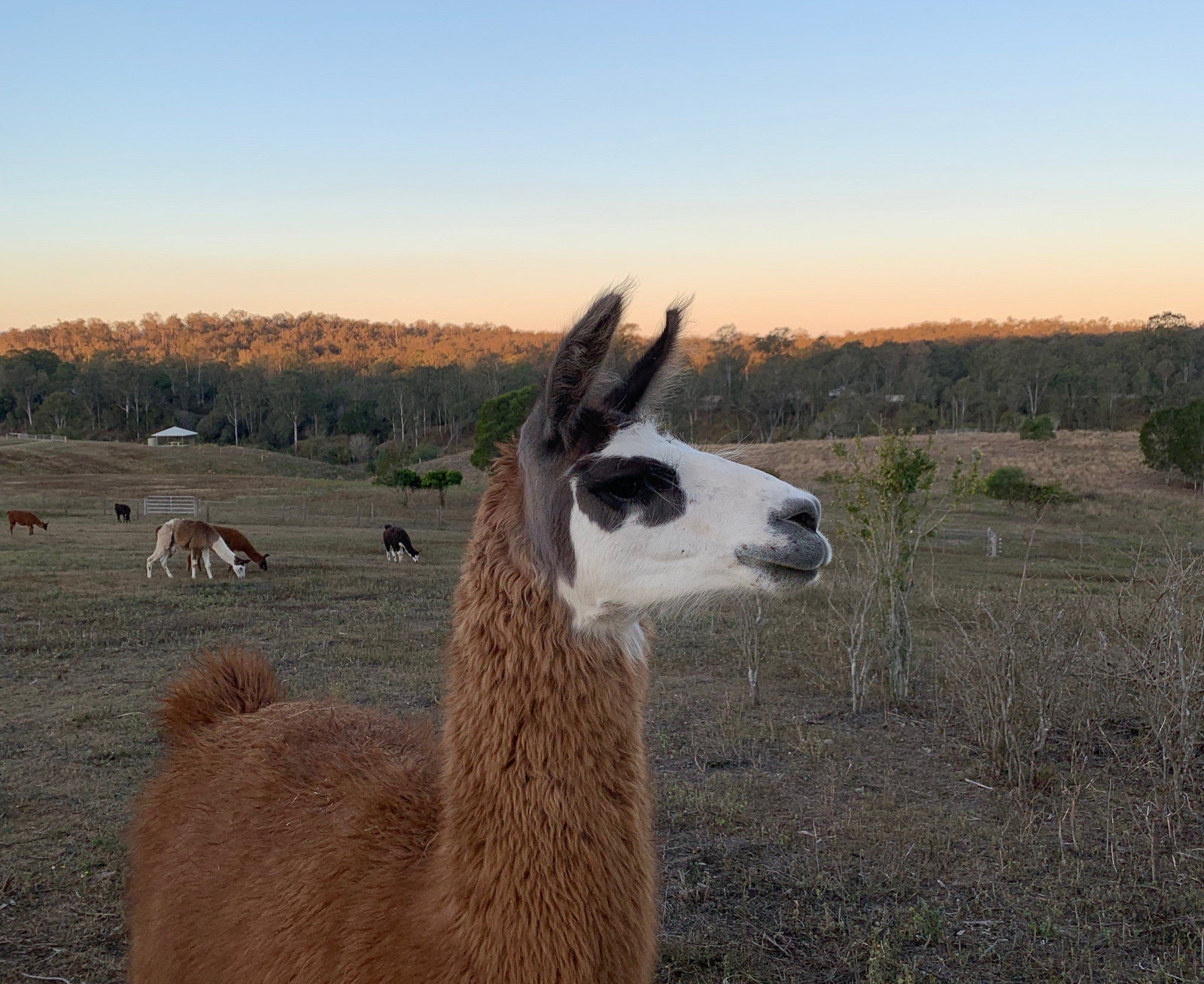 Fernvale QLD Gold Coast Attractions