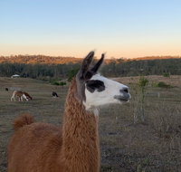 The Llama Farm - Gold Coast Attractions