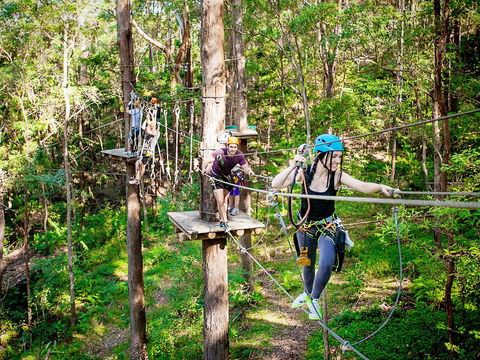 TreeTop Challenge Currumbin Wildlife Sanctuary - Gold Coast Attractions 1