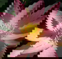 Wallis Creek Water Garden - Gold Coast Attractions