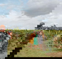 Sample the Hunter Half Day Tour with Lunch - Gold Coast Attractions