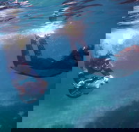 Small-Group Underwater Scooter Experience in Clovelly - Gold Coast Attractions