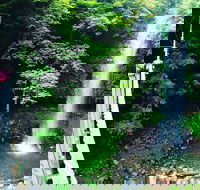 Rainforest  Waterfall Experience - Gold Coast Attractions