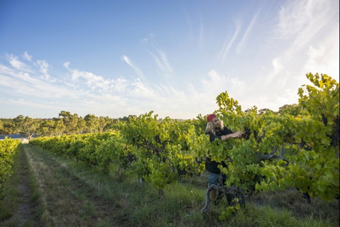 Mclaren Vale - Gold Coast Attractions 0