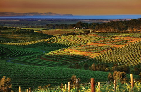 Mclaren Vale - Gold Coast Attractions 1