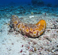Two Towers Dive Site - Gold Coast Attractions