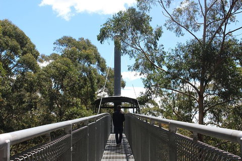 Illawarra Fly Treetop Adventures Admission Including Zipline Tour - Gold Coast Attractions 2