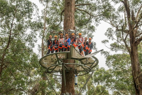 Illawarra Fly Treetop Adventures Admission Including Zipline Tour - Gold Coast Attractions 4