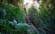 All-Inclusive Blue Mountains Tour In A Luxury Mercedes Sprinter - thumb 8