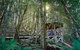 All-Inclusive Blue Mountains Tour In A Luxury Mercedes Sprinter - thumb 6
