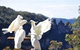 All-Inclusive Blue Mountains Tour In A Luxury Mercedes Sprinter - thumb 1
