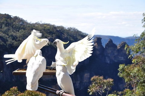 All-Inclusive Blue Mountains Tour In A Luxury Mercedes Sprinter - Gold Coast Attractions 1