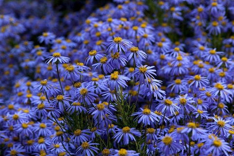 Blue Mountains Botanic Garden And Bilpin Tour From Katoomba With Cider Tasting - Gold Coast Attractions 3