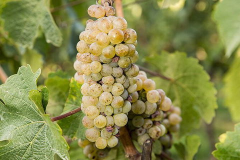 Bathurst Wine Trail Full-Day Private Tour With Tastings - Gold Coast Attractions 8
