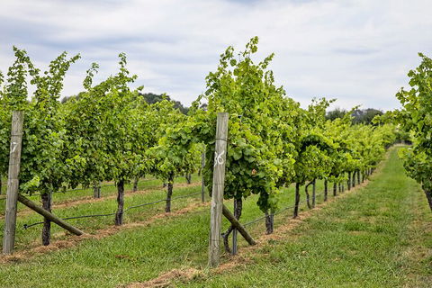 Bathurst Wine Trail Full-Day Private Tour With Tastings - Gold Coast Attractions 10