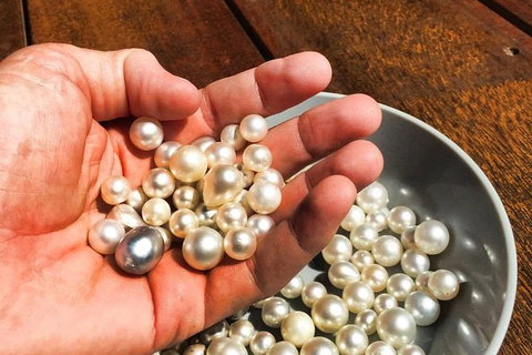 Australian Pearl Experience & Kangaroo Encounter Day Trip From Sydney - Gold Coast Attractions 0