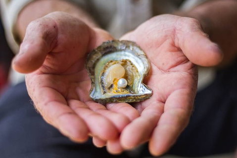 Australian Pearl Experience & Kangaroo Encounter Day Trip From Sydney - Gold Coast Attractions 3