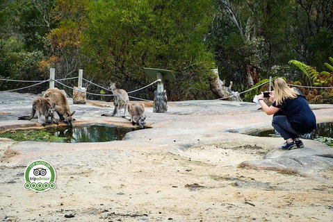 Australian Pearl Experience & Kangaroo Encounter Day Trip From Sydney - Gold Coast Attractions 4