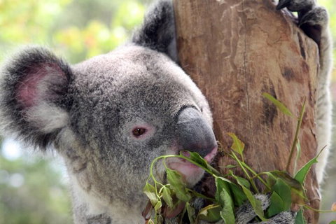 Private 10-hour Tour To Blue Mountains From Sydney - Hotel Pick Up & Drop Off - Gold Coast Attractions 2