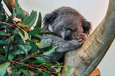 Blue Mountains Highlights, Wildlife Park And Scenic World Full Day Private Tour - Gold Coast Attractions 1