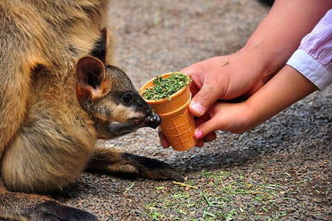 Blue Mountains Highlights, Wildlife Park And Scenic World Full Day Private Tour - Gold Coast Attractions 3