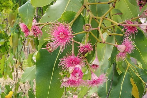 Full-Day Private Guided Tour To Litchfield National Park - Gold Coast Attractions 5