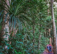 Atherton Tablelands Rain Forest by Night from Cairns - Gold Coast Attractions