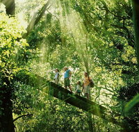 Gold Coast Lamington National Park and Tamborine Mountain 4WD Ecotour - Gold Coast Attractions