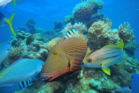 Fly To Green Island - Cruise Return - Gold Coast Attractions 18