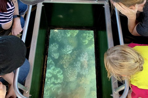 Airlie Beach Glass Bottom Boat Tour - Gold Coast Attractions 10
