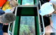 Airlie Beach Glass Bottom Boat Tour - thumb 2