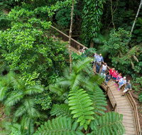 Daintree Rainforest Cape Tribulation and Bloomfield Track Small Group Tour - Gold Coast Attractions