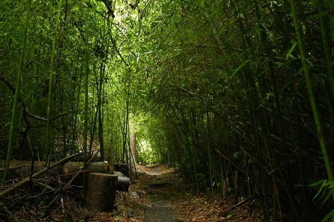 The Original Day Tour To Paronella Park, Lake Barrine And Millaa Millaa Falls - Gold Coast Attractions 7