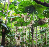 2-Day Cape Tribulation and Daintree Rainforest Tour from Cairns /Port Douglas - Gold Coast Attractions