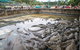 Hartley\'s Crocodile Adventures Wildlife Encounter Day Trip From Cairns - thumb 5