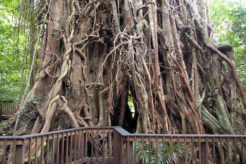 Barron Gorge And Kuranda National Park Half Day Rainforest And Waterfall 4WD Tour From Cairns - Gold Coast Attractions 8