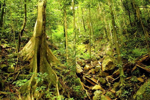 Barron Gorge And Kuranda National Park Half Day Rainforest And Waterfall 4WD Tour From Cairns - Gold Coast Attractions 6