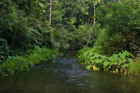 Barron Gorge And Kuranda National Park Half Day Rainforest And Waterfall 4WD Tour From Cairns - Gold Coast Attractions 9