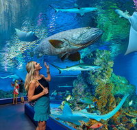 Cairns Aquarium Admission Ticket - Gold Coast Attractions