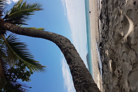 Airport Transfers Between Cairns Airport And Cairns City - Gold Coast Attractions 4