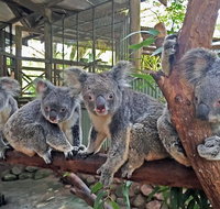 Skip the Line Kuranda Rainforestation Nature Park Ticket - Gold Coast Attractions